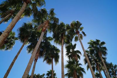 Low angle view of palm trees against clear blue sky