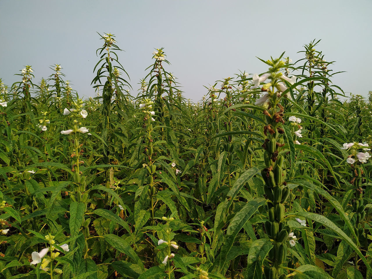 CROPS GROWING ON FIELD AGAINST SKY