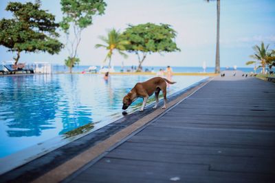 Dog by water against sky