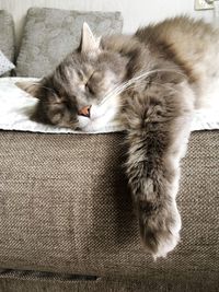 Cat sleeping on sofa at home