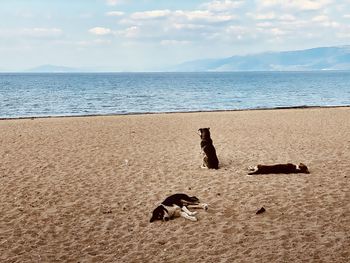 Beach dogs laying on the sand