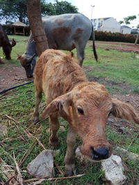 Close-up of cow standing on field