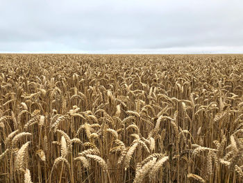 Champs de blé 