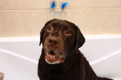 Close-up portrait of a dog