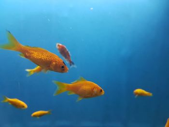 Close-up of fish swimming in water