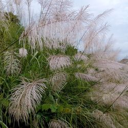 Close-up of plants growing on field against sky