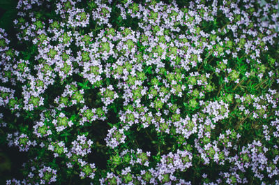 Full frame shot of white flowering plants