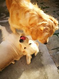 High angle view of dog