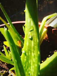 Close-up of insect on plant