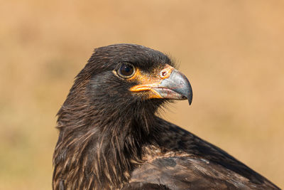 Close-up of a bird looking away