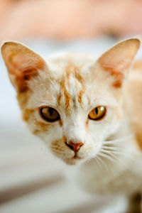 Close-up portrait of cat