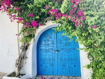 Close-up of pink flowering plant around a blue door