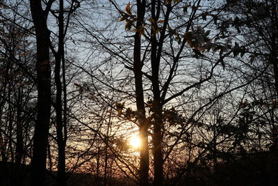 Low angle view of sunlight streaming through trees in forest