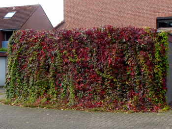 Plants growing outside building