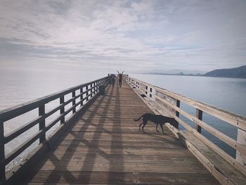 View of dog on pier over sea against sky