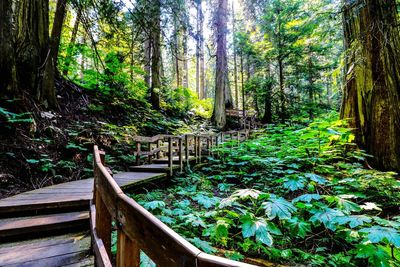 View of trees in forest