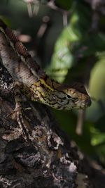 Close-up of lizard on tree