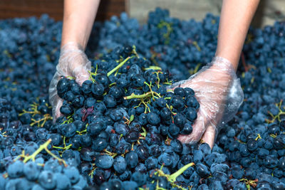 Hands working with grape for wine making . dark grapes for winemaking