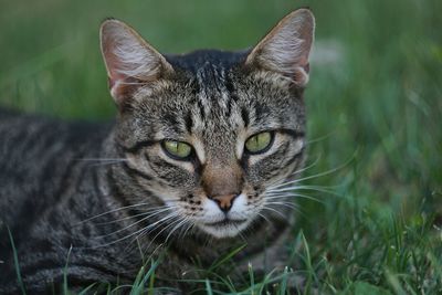 Close-up portrait of a cat