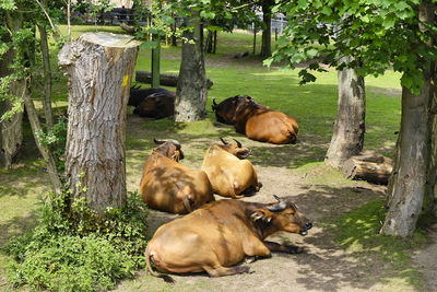 Herd of congo buffalos laying down in their compound at chester zoo. uk.