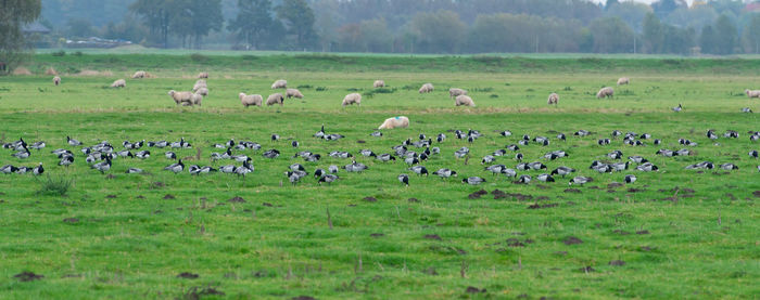 Barnacle goose grazing while grazing before hike south