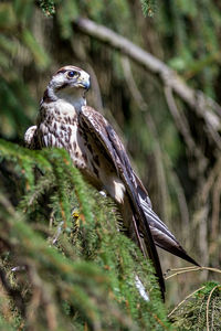 Close-up of eagle