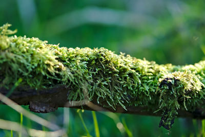 Close-up of fresh green plant