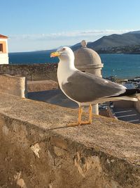 Seagull perching on retaining wall