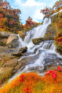 Scenic view of waterfall in forest