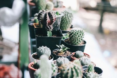 Close-up of succulent plant in pot