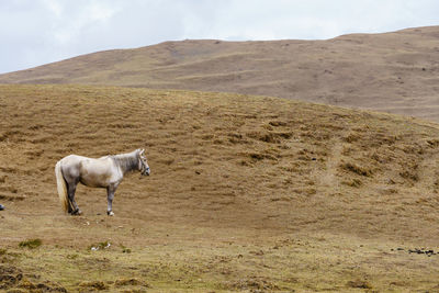 View of a horse on field