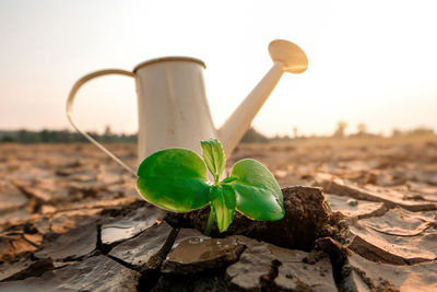 Close-up of fresh green plant in field