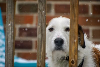 Cute dog looking out from porch during snowstorm