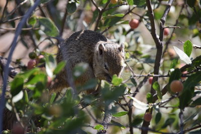 Close-up of a squirrel on tree