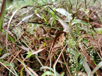 Close-up of lizard on land