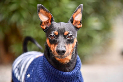 Portrait of dog looking at camera