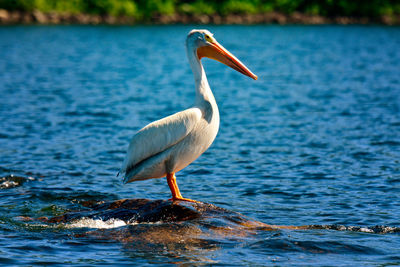 Bird on a lake