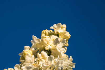 Close-up of white flowering plants against blue sky