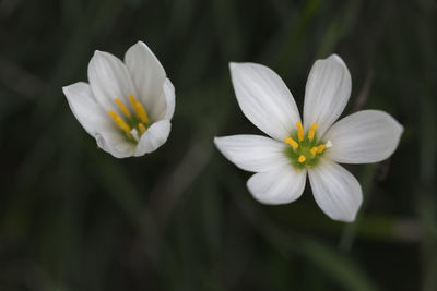 Close-up of white flowering plant