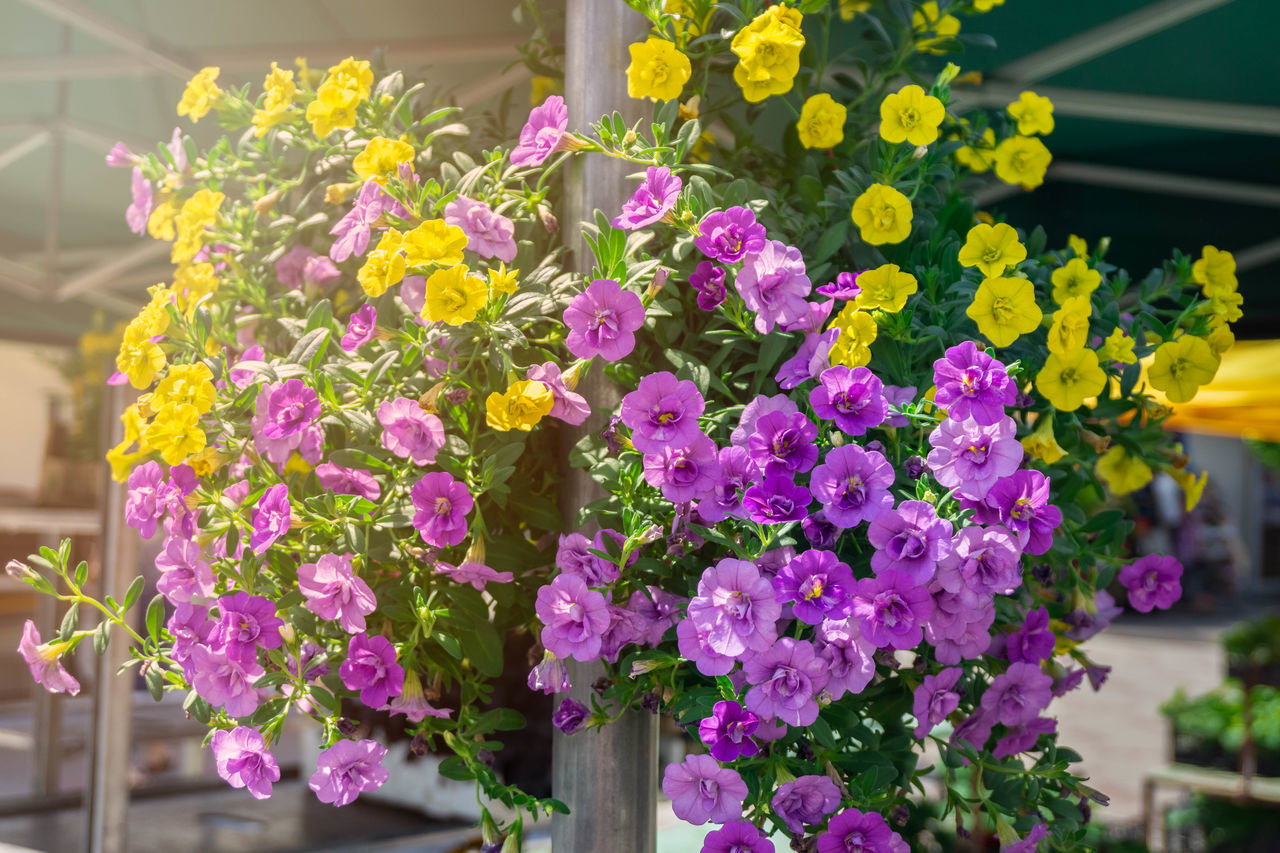 CLOSE-UP OF PURPLE FLOWERING PLANT