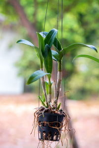 Close-up of potted plant on field