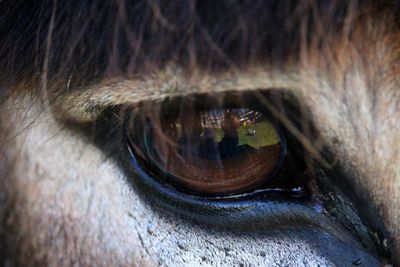 Close-up of donkey eye