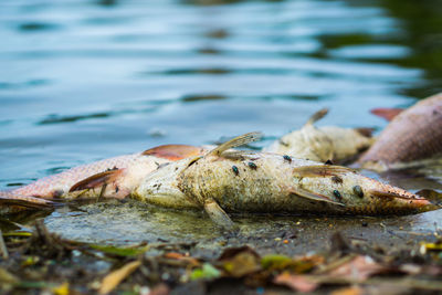 Close-up of dead fish on beach