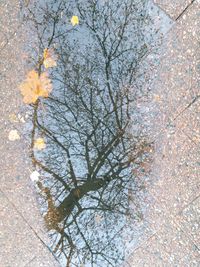 Leaves on tree trunk