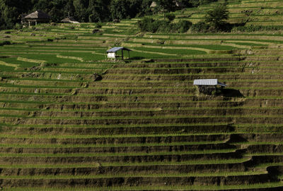 Rice terrace in northern thailand