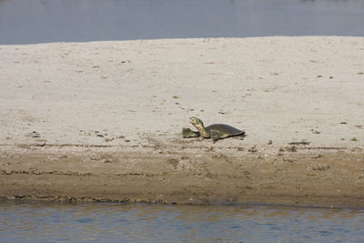 View of birds on beach