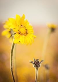 Close-up of yellow flower