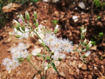 Close-up of flowers