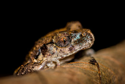 Close-up of frog against black background