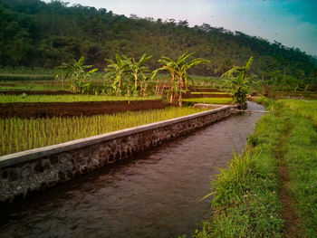 Scenic view of farm against sky